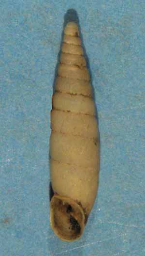 Choclodina kuesteri